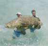 jewfish 300#