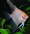 Diamond Angel fish