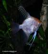 Diamond Angel fish