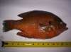 Monster bluegill fish