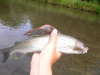 River Test Grayling fish
