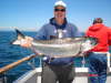 king salmon fish