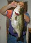 17 lbs. of  Bass fish