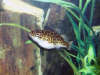 Figure 8 Puffer? fish