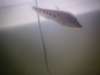 Knife fish