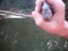 A blue gill I caught   :D fish