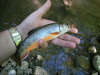 Wild Brook Trout fish