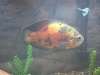 Oscar fish