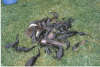 Alot Of BullHeads fish