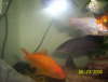 Gold fish and African knife fish