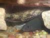 My Pleco. and Red-Tailed Shark fish