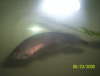 My African Knife Fish