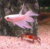 White Betta fish