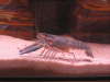 Blue Lobster fish