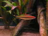Red Line Barb fish