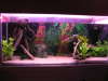 3ft Community Tank fish