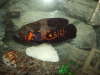 Tiger Oscar fish