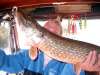 pike for sure fish