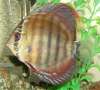 Rooi (RED) fish