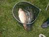 golden carp fish