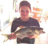 decent bluefish