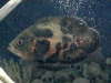 red tiger oscar fish