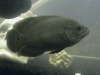 oscar fish