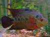My Female Flowerhorn fish
