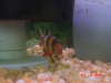 Clown loach fish