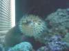 Porcupine Puffer fish