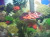 1 of my 2 oscars fish