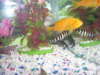 the gang coming threw fish