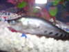 my knife fish