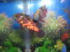 say hi! fish