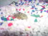 kittyfish