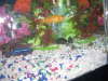 goldy kind of fish