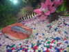 cool fish
