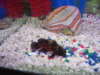 lights,camera,oscar? fish