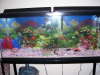 da whole tank! fish