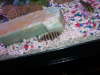 my fish named tiger