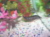 my knife fish again