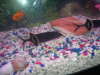 my elephant nose fish