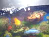 the gang fish