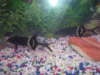 my elephant nose fish again