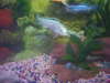 big blue fish