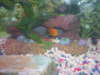 my chilid at his corner fish