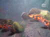 my oscars,passing through fish