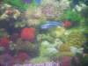darkey blue fish