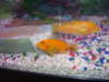 my 2 chilids fish