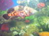 my oscar again fish